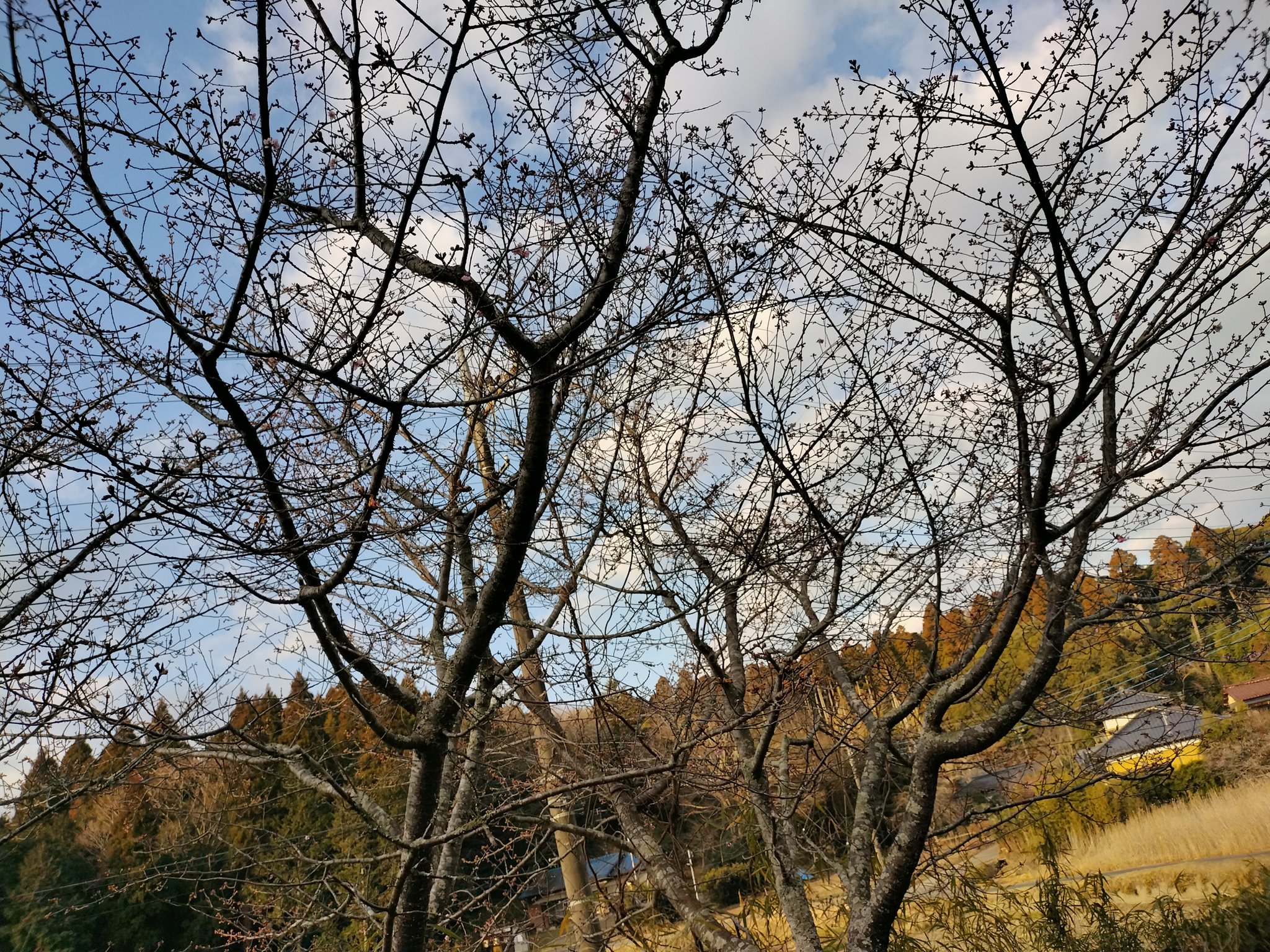 河津桜もうすぐ満開